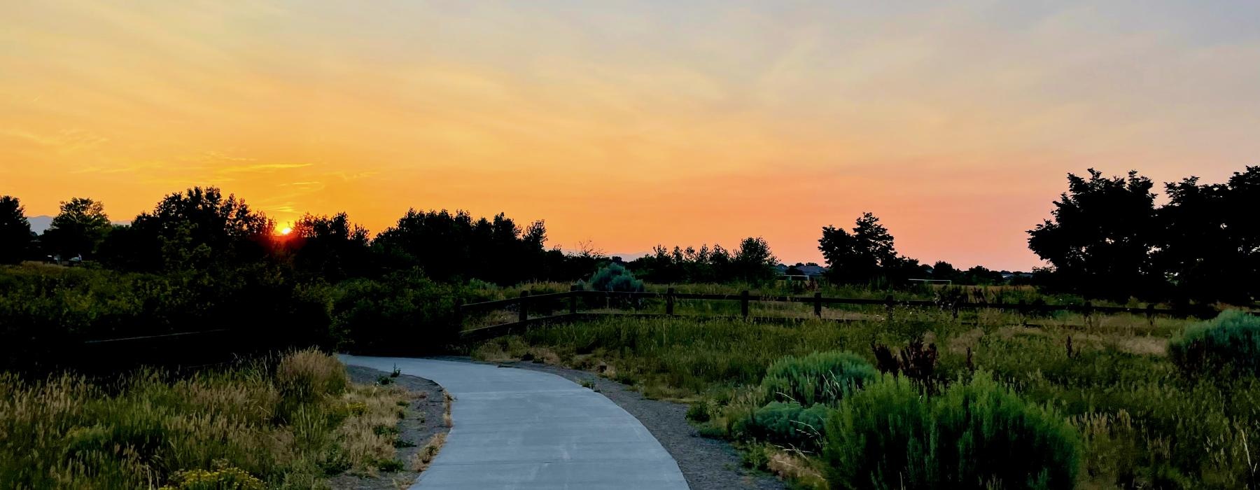 a path with grass and trees on the side