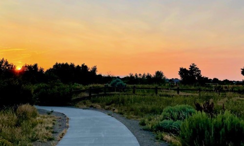 a path with grass and trees on the side